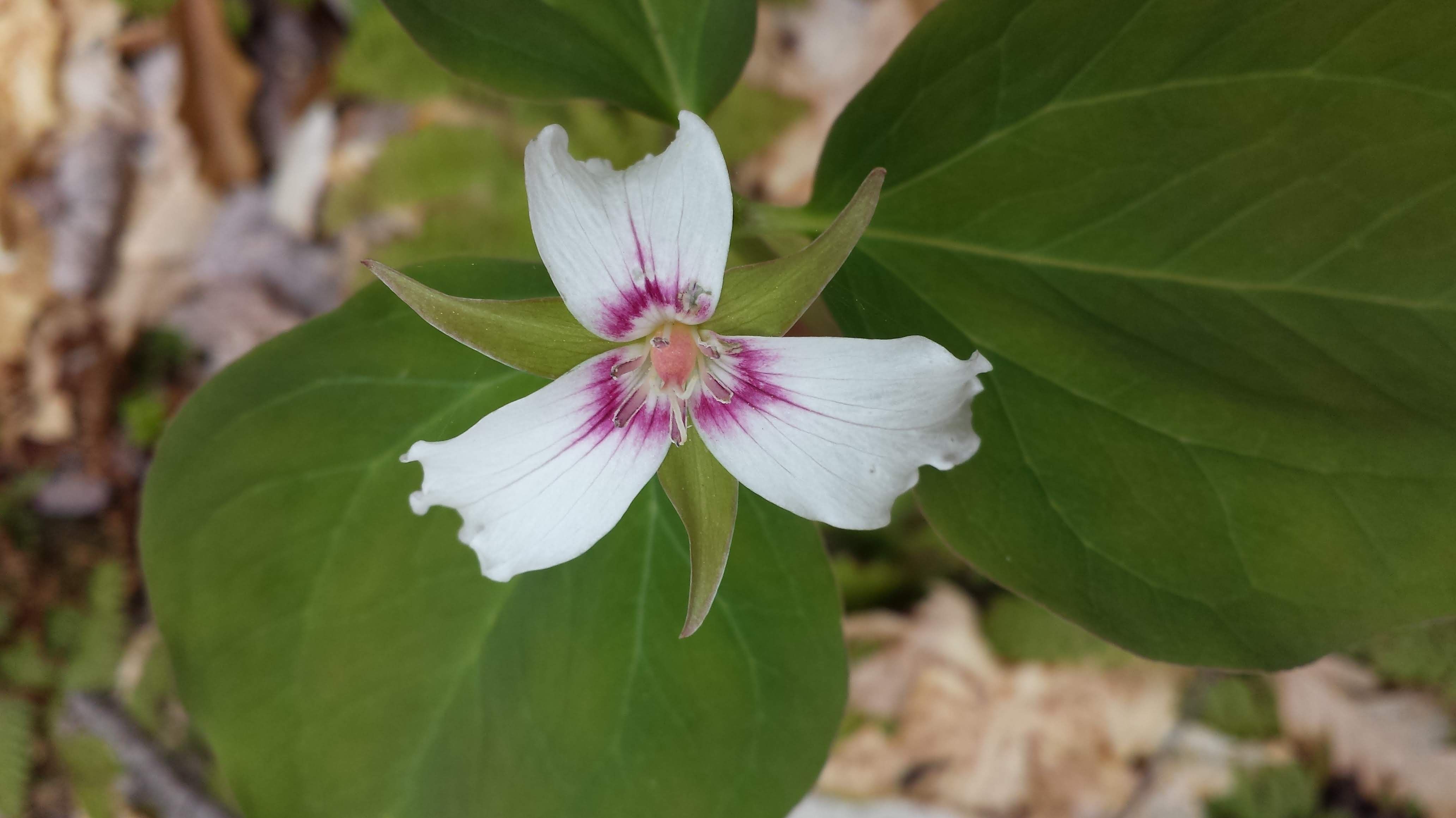 trillium